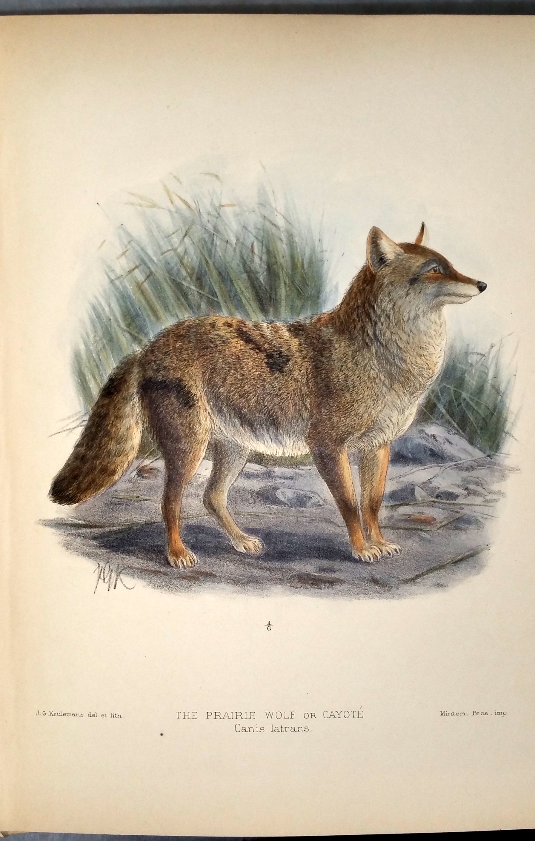 Dogs, Jackals, Wolves, and Foxes: A Monograph of the Canidae